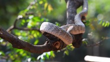 Rat Snake Closeup Portrait On Tree Moving  Branch Long Dangerous