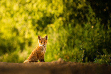 Red fox cub , Vulpes Vulpes