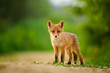 © Creaturart - Red fox cub , Vulpes Vulpes
