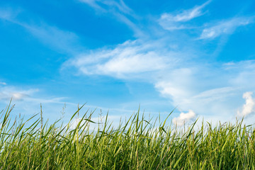  Natural wild green grass and blue sky with clouds