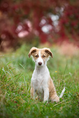 Wall Mural - niedlicher kleiner Hunde Welpe im Herbst; Hund sitzt auf einer wiese mit rotem Laub im Hintergrund; blickt niedlich in die Kamera