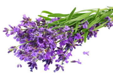 Wall Mural - lavender flowers isolated on white background. bunch of lavender flowers.