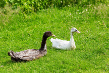 Two Ducks Of Gray And White Color Are Resting On The Green Lawn Of The Backyard