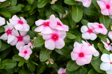 Pink Flowers Periwinkle In The Garden. Beautiful Flower Beds With Flowering Shrubs.