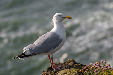 Sticker - Side view of European herring gull (Larus argentatus).