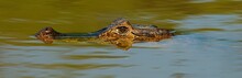 Yacare Caiman (Caiman Yacare, Caiman Crocodilus Yacare), Lurking In The Water, Portrait, Pantanal, Brazil, South America