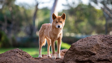 Full Body Shot Of Dingo In Australia Looking Slightly Off Camera.