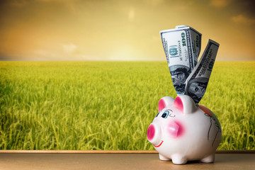 Dollar cash money and piggy bank on table with blur paddy rice field background. Investment and saving concept 