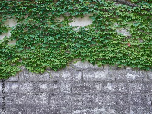 蔦のある壁 大谷石のブロック Stock Photo Adobe Stock