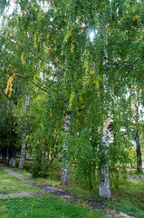 Perm Russia, Birch tree changing colors early autumn 