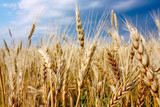 Fototapeta  - ears of golden wheat in the field on blue sky background. Close up
