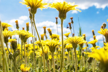 Yellow flowers on the blue sky background. To climb up