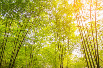 fresh bamboo forest, green natural background