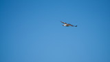 Fototapeta Na sufit - The flight of the seagull