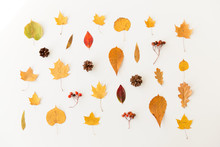 Nature, Season And Botany Concept - Different Dry Fallen Autumn Leaves, Rowanberries And Pine Cones On White Background