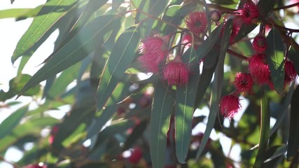 Wall Mural - Red flowering eucalyptus gum tree swaying in breeze. Australian native plant.