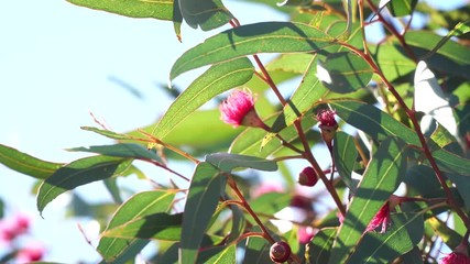 Wall Mural - Red flowering eucalyptus gum tree swaying in breeze. Australian native plant.