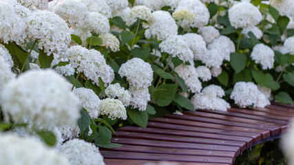 Wall Mural - White hydrangea blooming in the evening summer garden