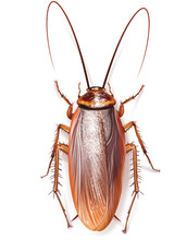 Cockroach Insect In Home Kitchens
