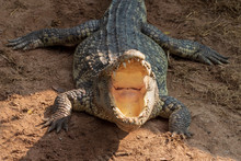 A Large Freshwater Crocodile Is Sunbathing On The Ground.