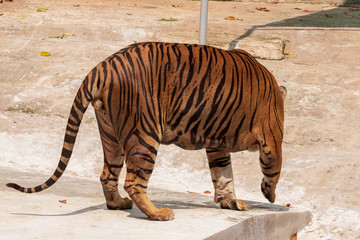 Wall Mural - The great male tiger that does not live naturally,lying on the cement floor,Showing various gestures.