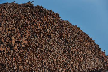 Wall Mural - A pile of cut wood. Wood for the production of particle board