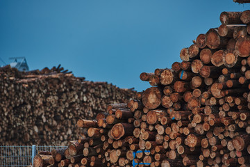 Wall Mural - A pile of cut wood. Wood for the production of particle board