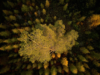 Wall Mural - Big pine tree grows in the forest between trees