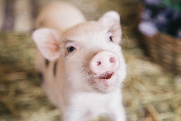 Funny minipig on the nature background