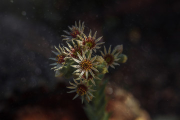 Noise, grain, out of focus, film effect, stone rose flower, succulent, close-up on a dark background with flying dust motes, water droplets and bokeh effect