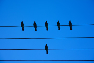 Birds on the wire. Birds on a wire on a background of blue sky. The concept of teams and teamwork, not like everyone else, and a hierarchy different from others.