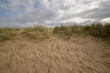 © James - Long windblown grass on sand dunes on English beach in summer