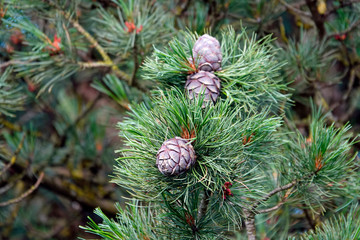 ripe cones of a swiss stone pine for a dilicious liquor