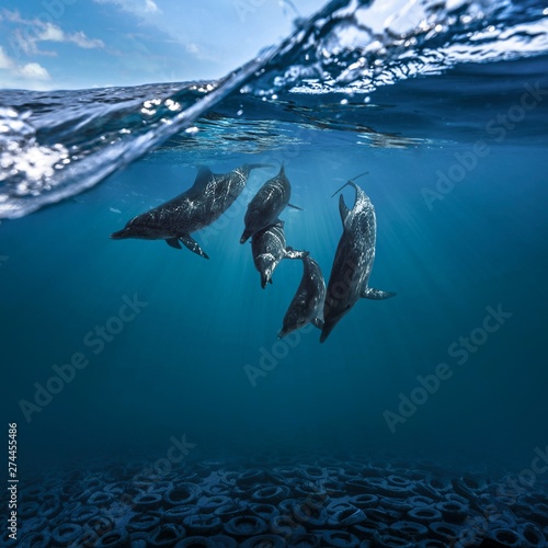 Underwater view of dolphins