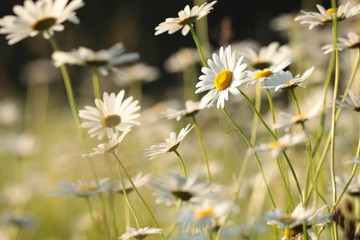 Fotomurales - Daisies on a spring meadow at sunset