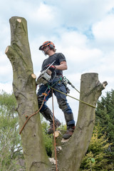 Wall Mural - Arborist or Tree Surgeon checking a tree stem before cutting it.