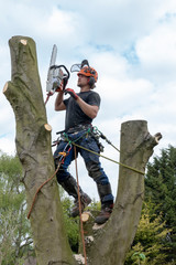 Poster - Tree Surgeon or Arborist using a chainsaw and safety ropes up a tree