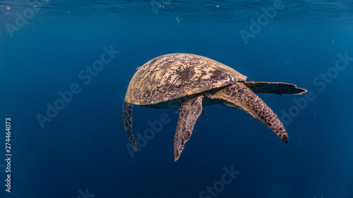 Do Sea Turtles Have Tails