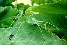 Closeup Of Green Long Leg Stick Insect On A Leaf