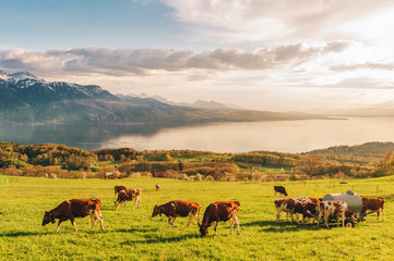 Many young cows graze on alpine pasture with amazing view of swiss lake Geneva on background