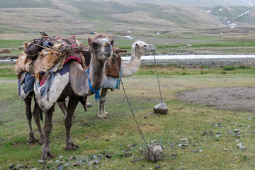 Two camels wating for a job. Altai Tavan Bogd National Park, Bayan-Ulgii Province, Mongolia.