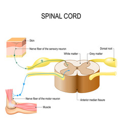 Wall Mural - Spinal cord. Reflex arc (neural pathway)