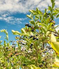 Wall Mural - Ripe blueberries on the bush ready to pick.