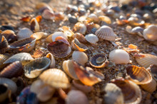 Natural Background With Seashell At The Beach