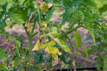 Wall Mural - Tomato leaves affected by blight.