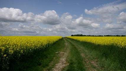 Poster - Rapsfeld mit Feldweg