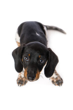Top View Of A Miniature Piebald Dachshund Isolated On White Background