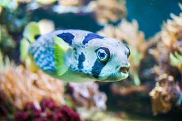 Tropical fish in aquarium with green plants and corals