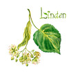 Flowers and leaves of a linden with the inscription 
