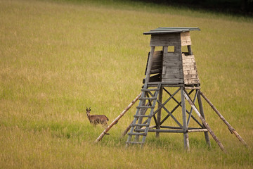 Wall Mural - chamois, rupicapra rupicapra, bohemia forest